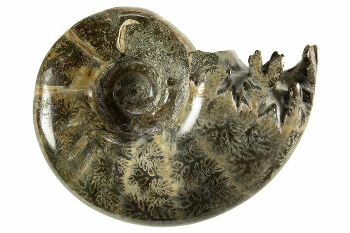 Polished, Chambered Ammonite (Argonauticeras) Fossil - Madagascar #327343